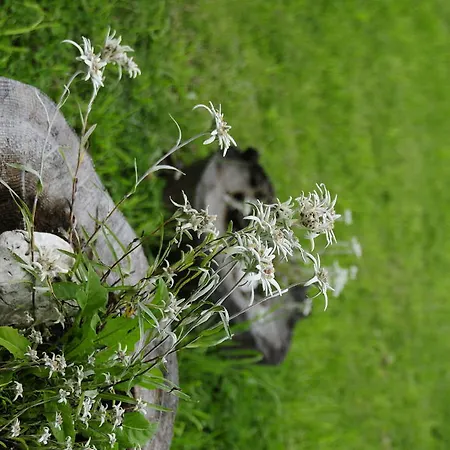 Cesa Crepa Neigra アパート