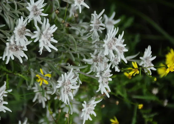 Apartman Cesa Crepa Neigra Canazei