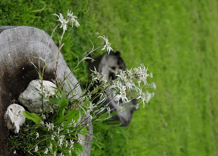 Cesa Crepa Neigra 公寓